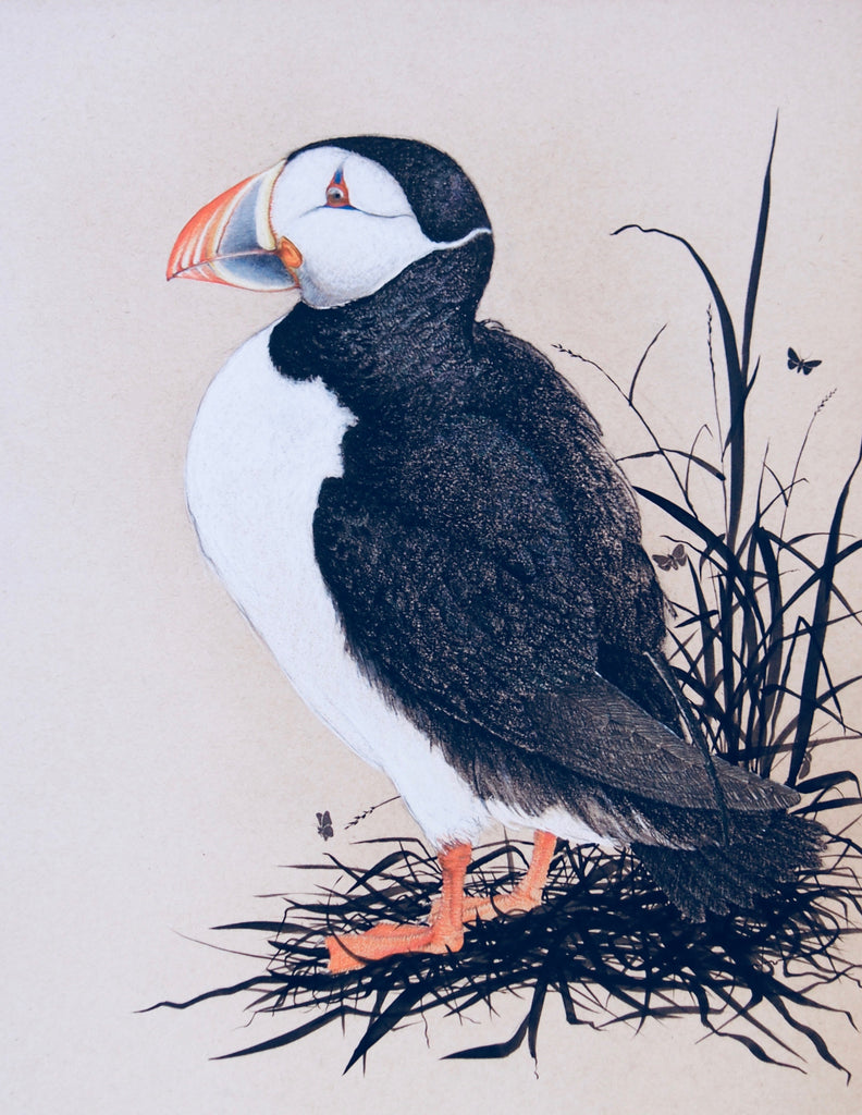 Icelandic Puffin print by Craig Fletcher.
