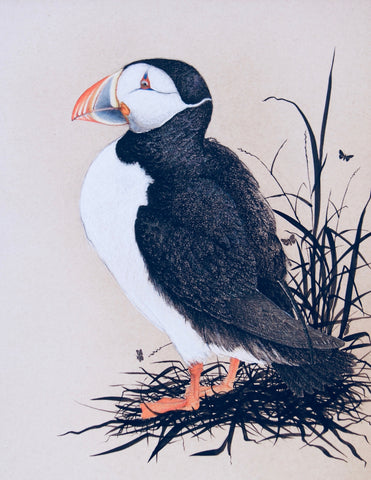 Icelandic Puffin print by Craig Fletcher.